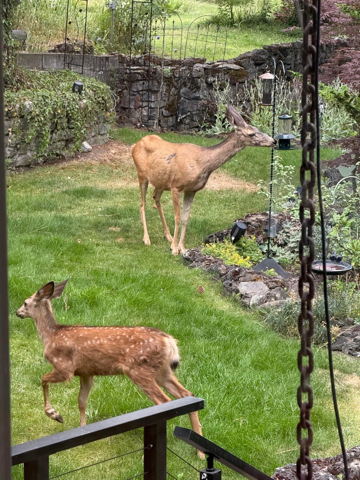 Squirrel Proof Bird Feeder - 360° Feeding Perch Tray for Outdoor Hanging Wild Bird Seeds, Dark Green. customer photo 1