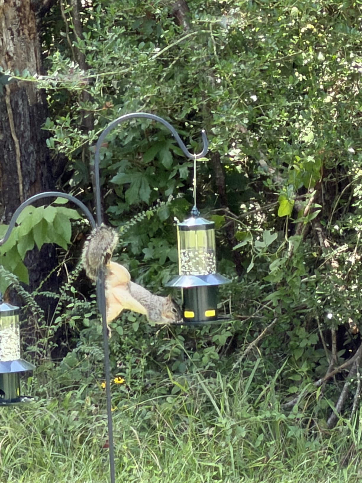 Squirrel Proof Bird Feeder - 360° Feeding Perch Tray for Outdoor Hanging Wild Bird Seeds, Dark Green. customer photo 2