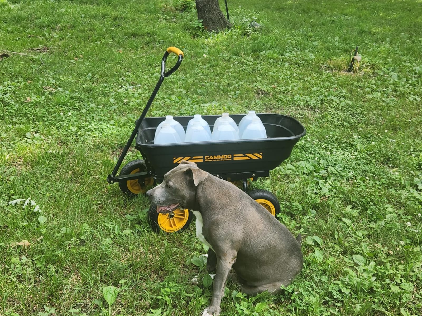 CAMMOO 10-in NO-Flat Tires 600lb Garden Dump Cart 4 Cu.Ft. Wheelbarrow Black | Garden Wagon Quick-Release Dumping Garden Cart Virgin Polypropylene - Not Recycled Material for Landscaping Gardening customer photo 2