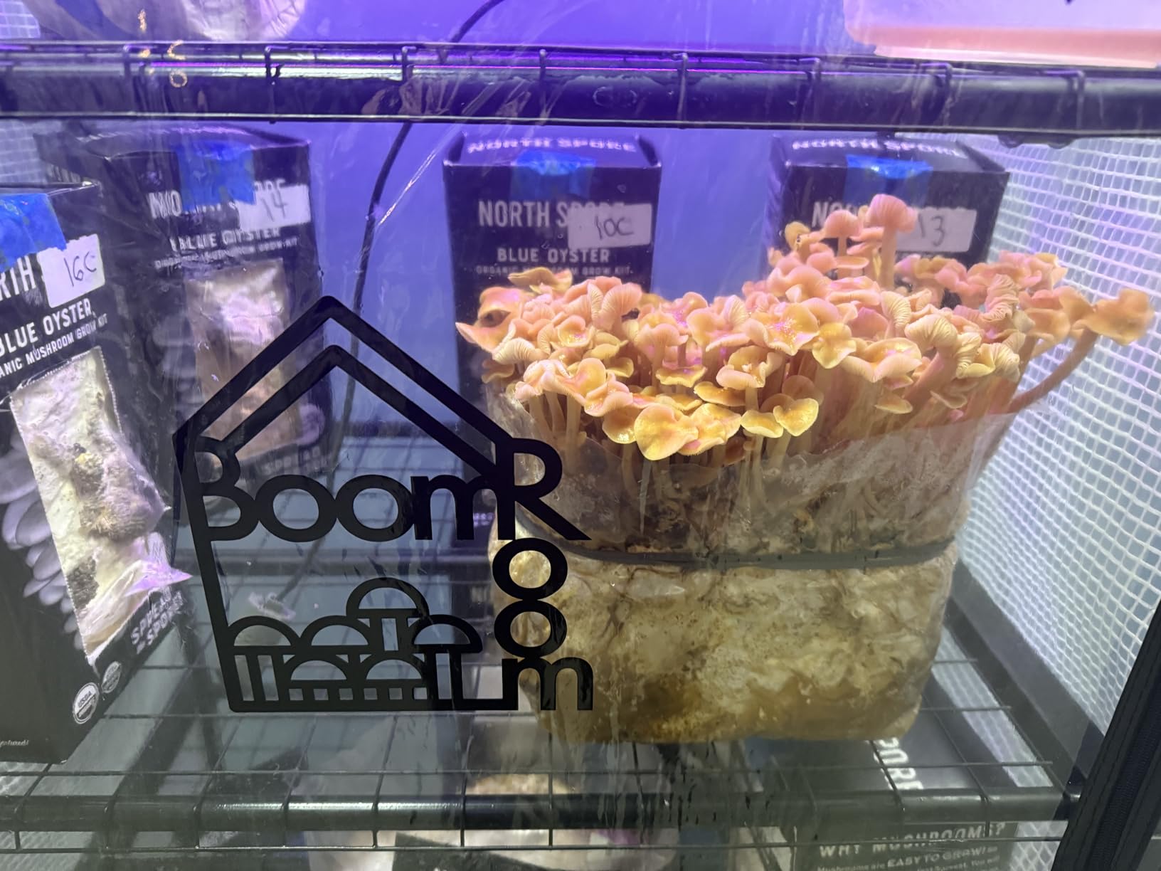 BoomRoom II Mushroom Martha Tent & 5-Shelf Grow Rack, 18 cu ft customer photo 1