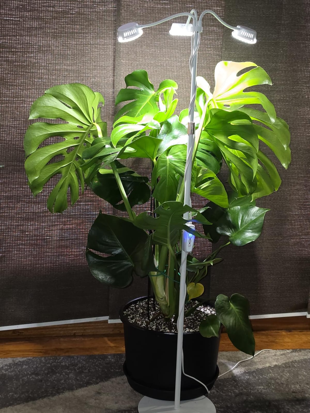 LORDEM Full Spectrum Grow Light with Stand for Indoor Plants, Up to 70 in customer photo 1