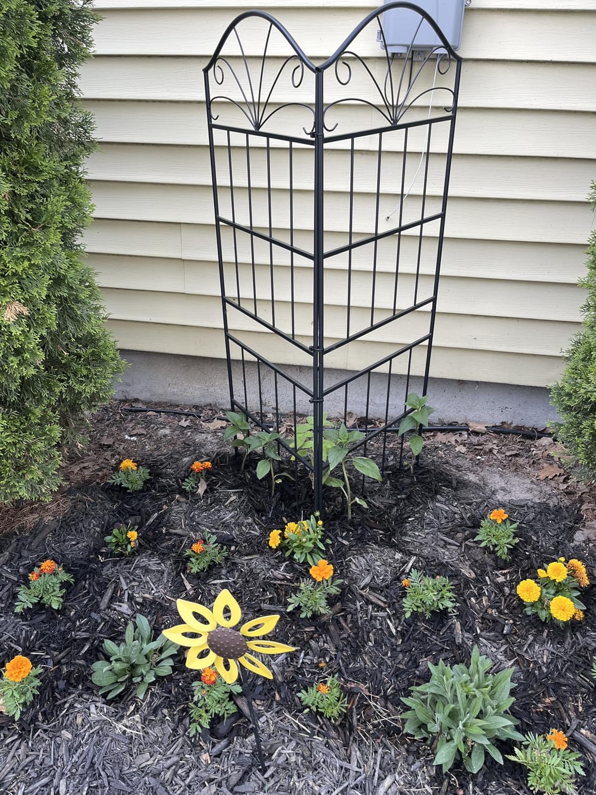 VOXOR Metal Trellis for Climbing Plants Outdoor, 60 * 19.7 Inch Tall Garden Trellis with Black Rustproof Coating, Decorative Rose Trellis for Climbing Roses, Vines, and Flowers, 2 Pack customer photo 1
