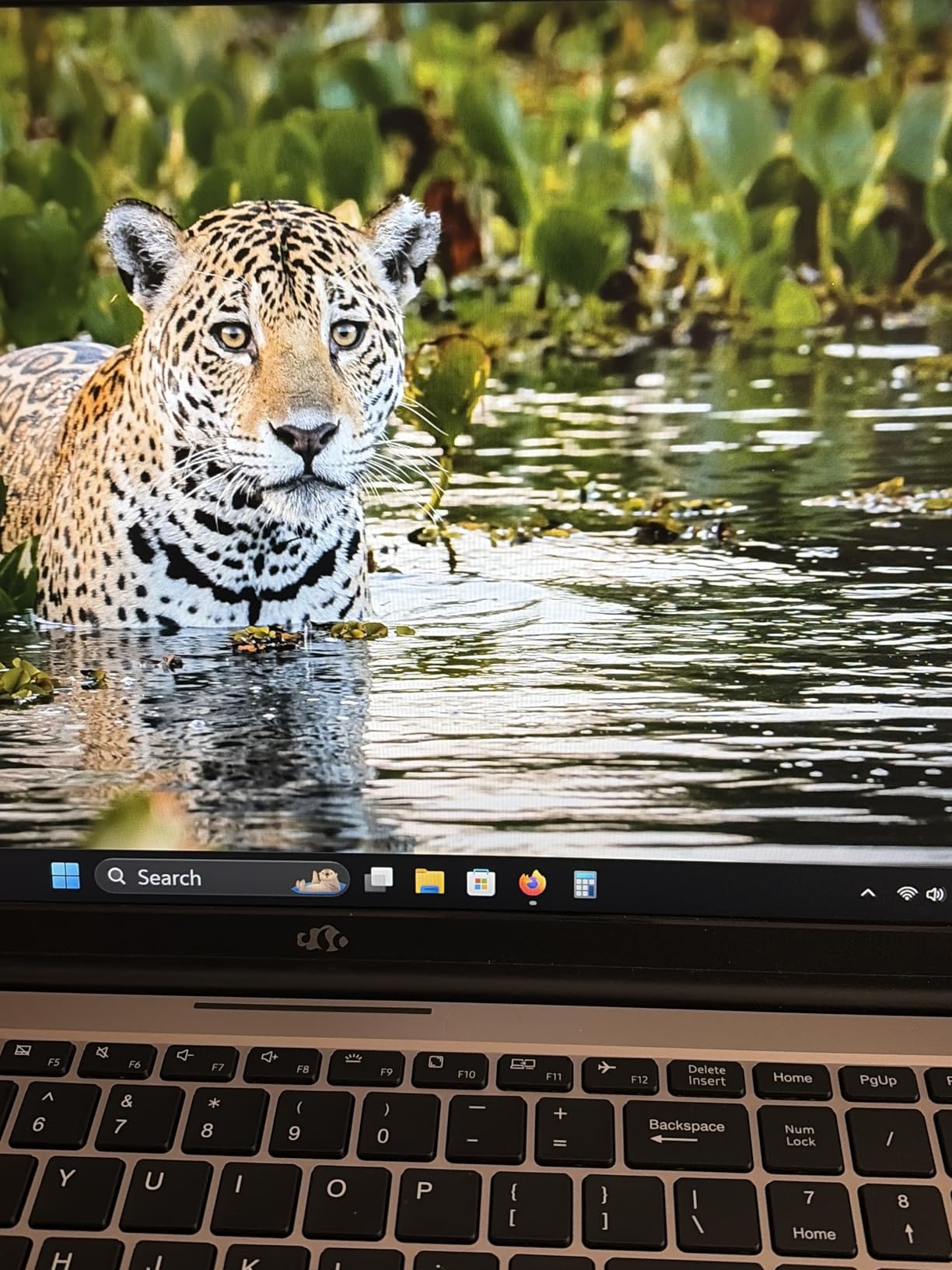 NIMO 15.6 AI Creator Laptop, 8-Core AMD Ryzen 7 8745HS 32GB RAM 1TB SSD, Radeon 780M FHD 100W Fast PD for Video Editing AI Tasks & Remote Streaming 2-Yr Warranty customer photo 1