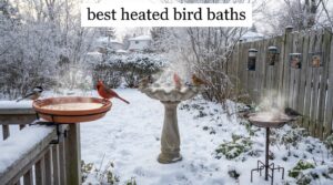 best heated bird baths