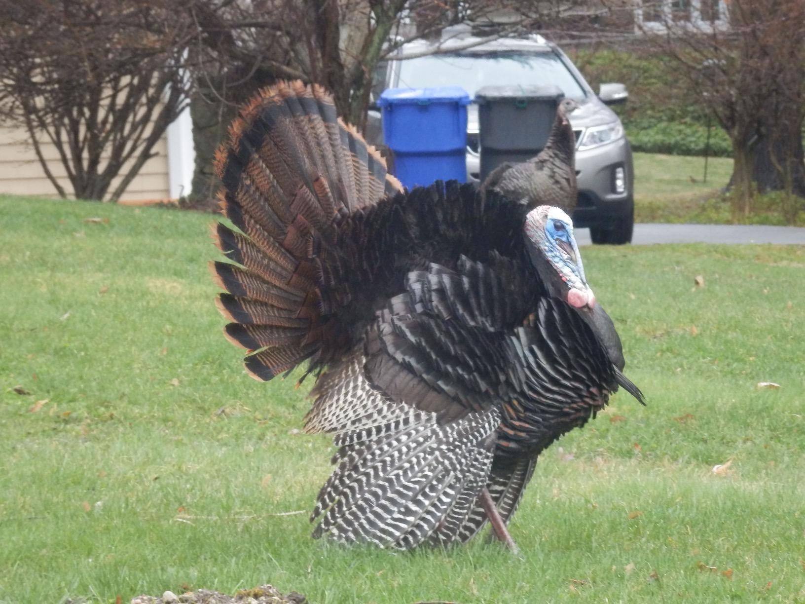 PRIMOS Hunting The Gobbler Shaker Call Turkey Call with Silencer Cap customer photo 2