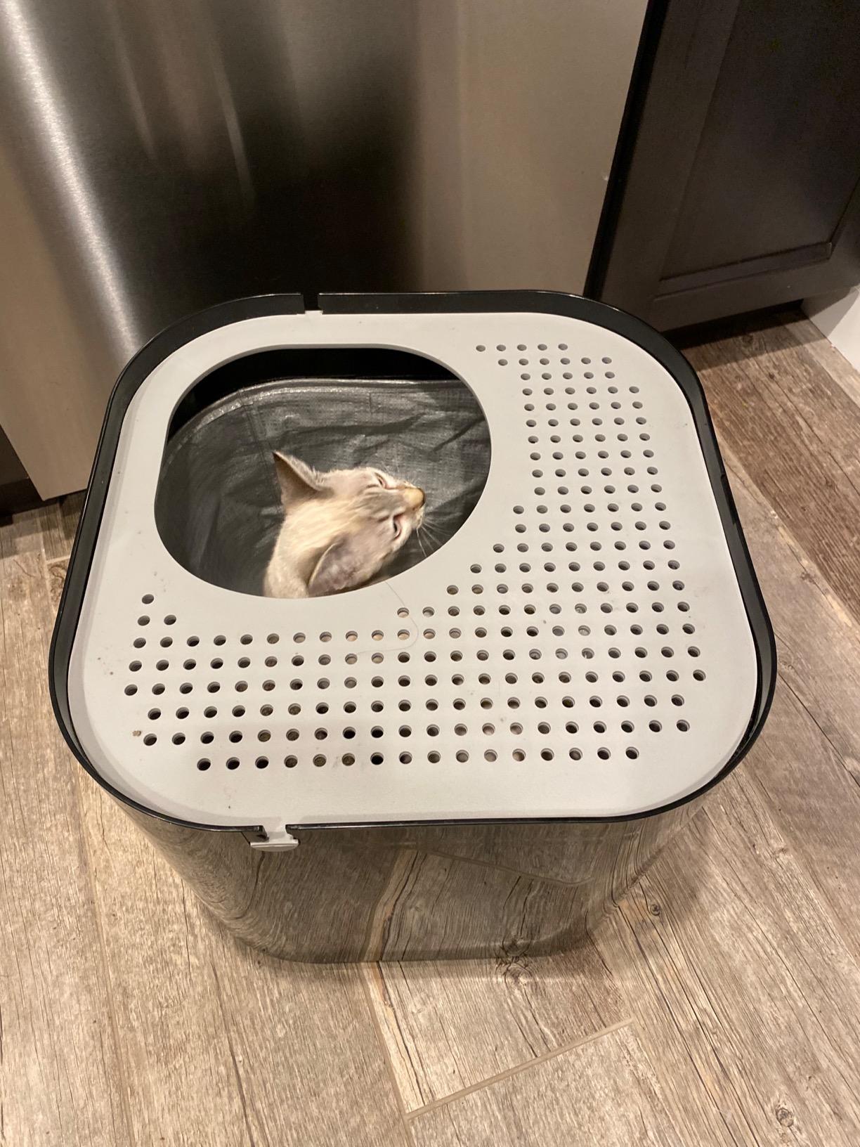 Modkat Top-Entry Cat Litter Box, Leak-Proof, Liner & Scoop, White customer photo 2