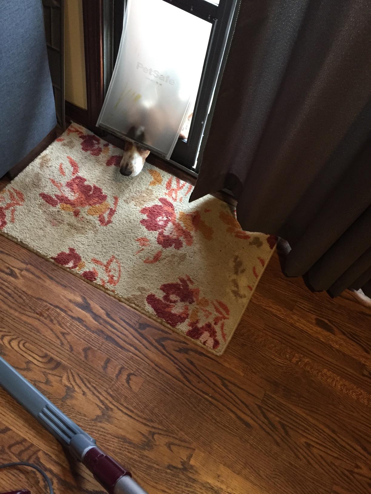 PetSafe Sliding Glass Pet Door, 1 Piece, Large Dogs to 100 lbs, White customer photo 2