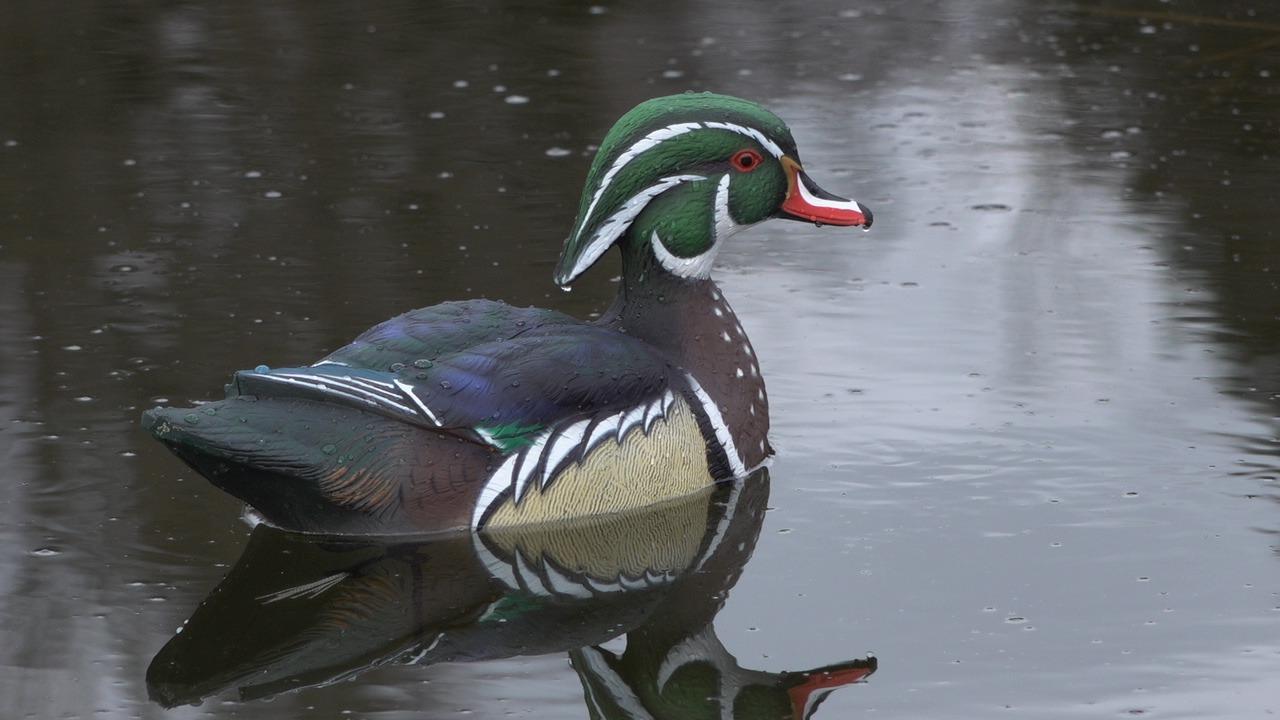 Avian X Topflight Realistic Floating Wood Duck Decoys with Weight-Forward Swim Keel, Set of 6 (Multicolor) customer photo 1