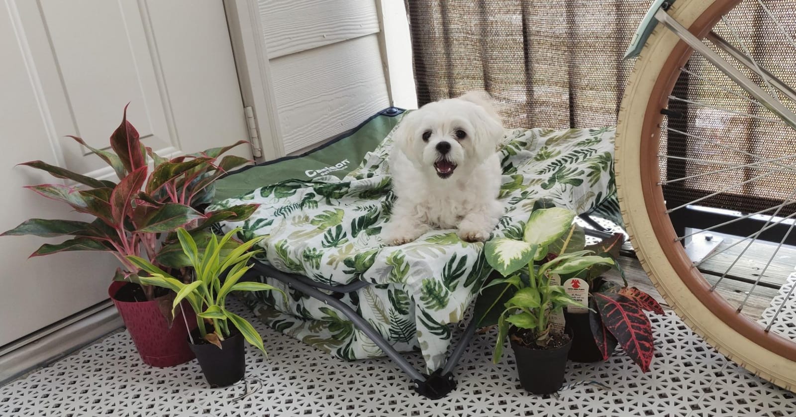 Carlson Pet Products 8025 Elevated Folding Pet Bed 47