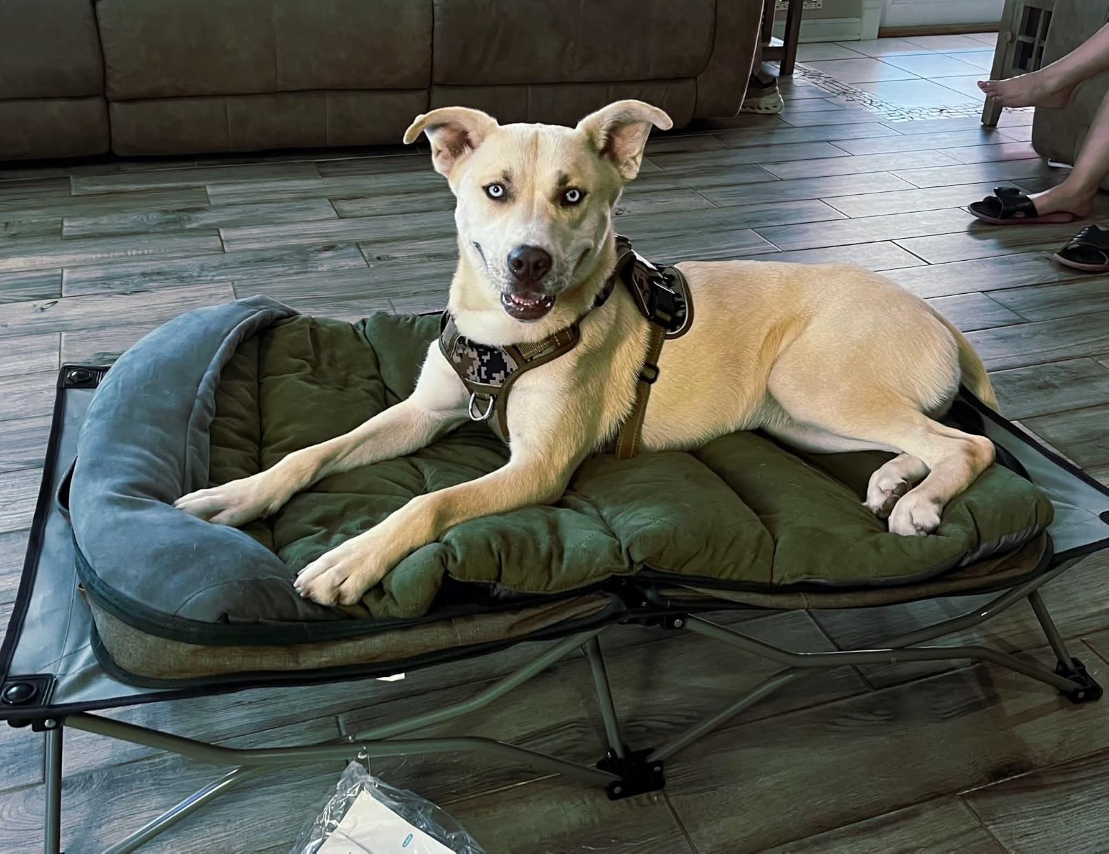 Carlson Pet Products 8025 Elevated Folding Pet Bed 47