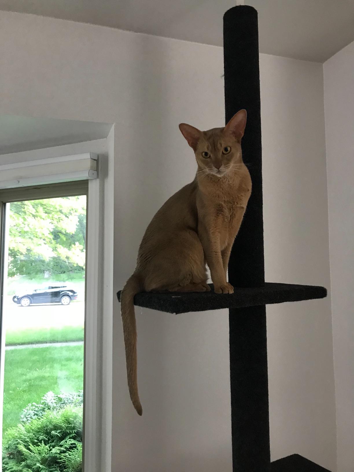 Cat Craft Cat Tree Floor to Ceiling 95-108
