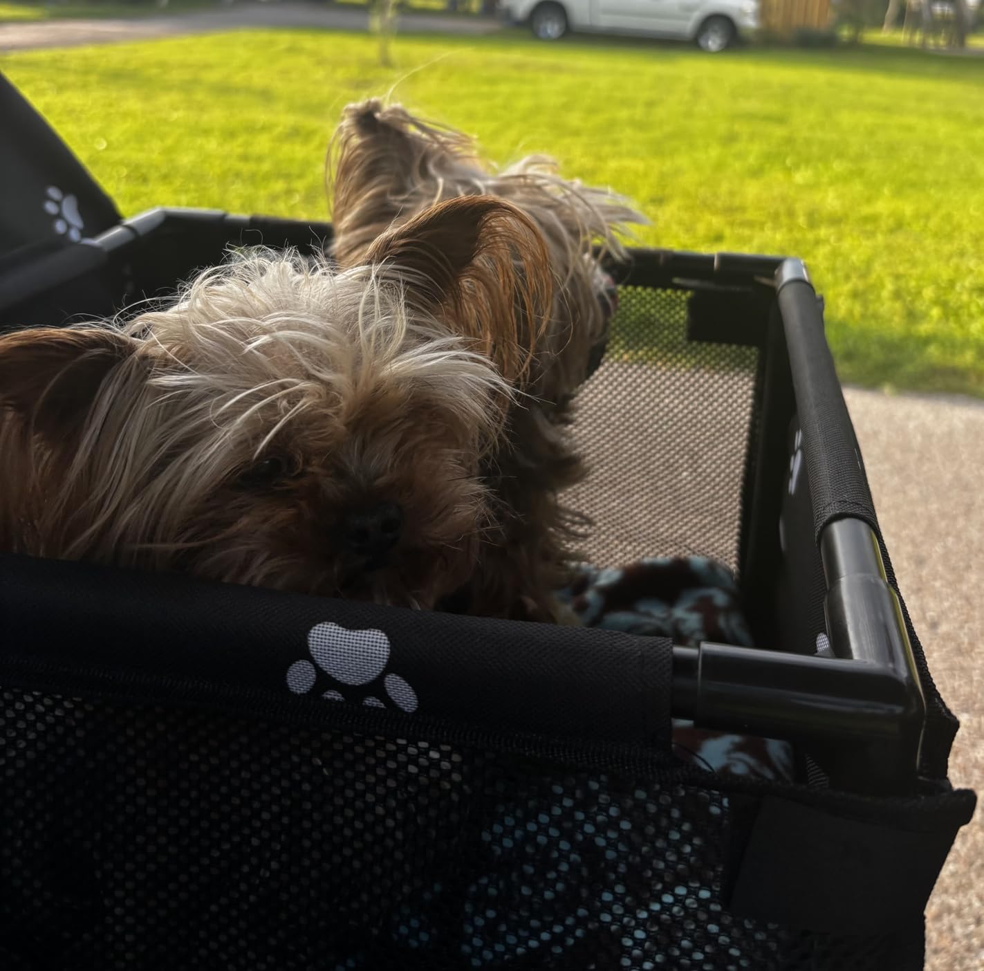 GENORTH Small Dog Car Seats for Small Dogs,Portable Puppy/Pet Car Booster Seat with Clip-On Leash and Mesh Window for Pet Up to 11 lbs customer photo 2