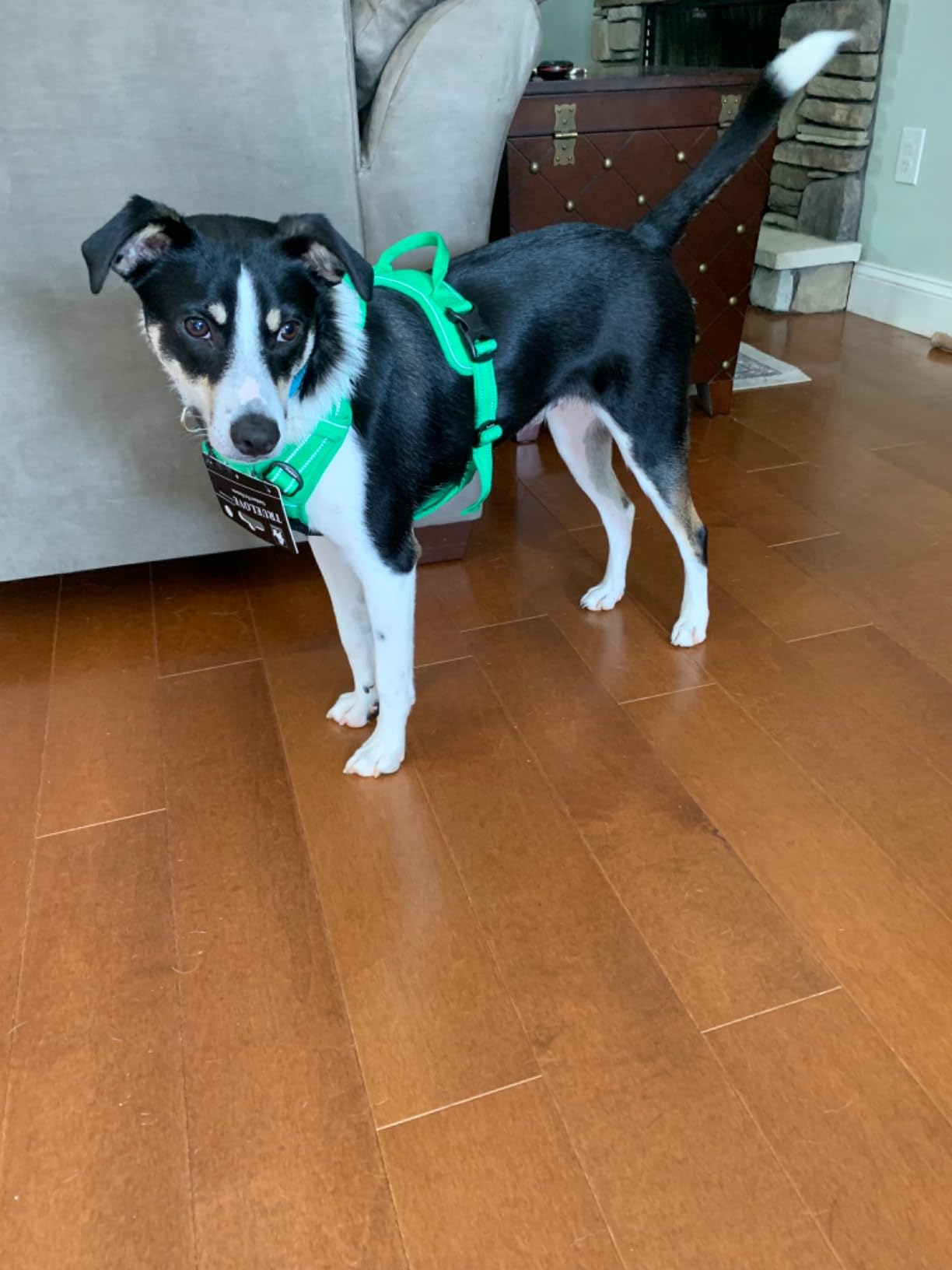 JUXZH Truelove No Pull Dog Harness with Easy Control Handle and 2 Leash Attachments,Reflective Adjustable Pet Vest customer photo 2