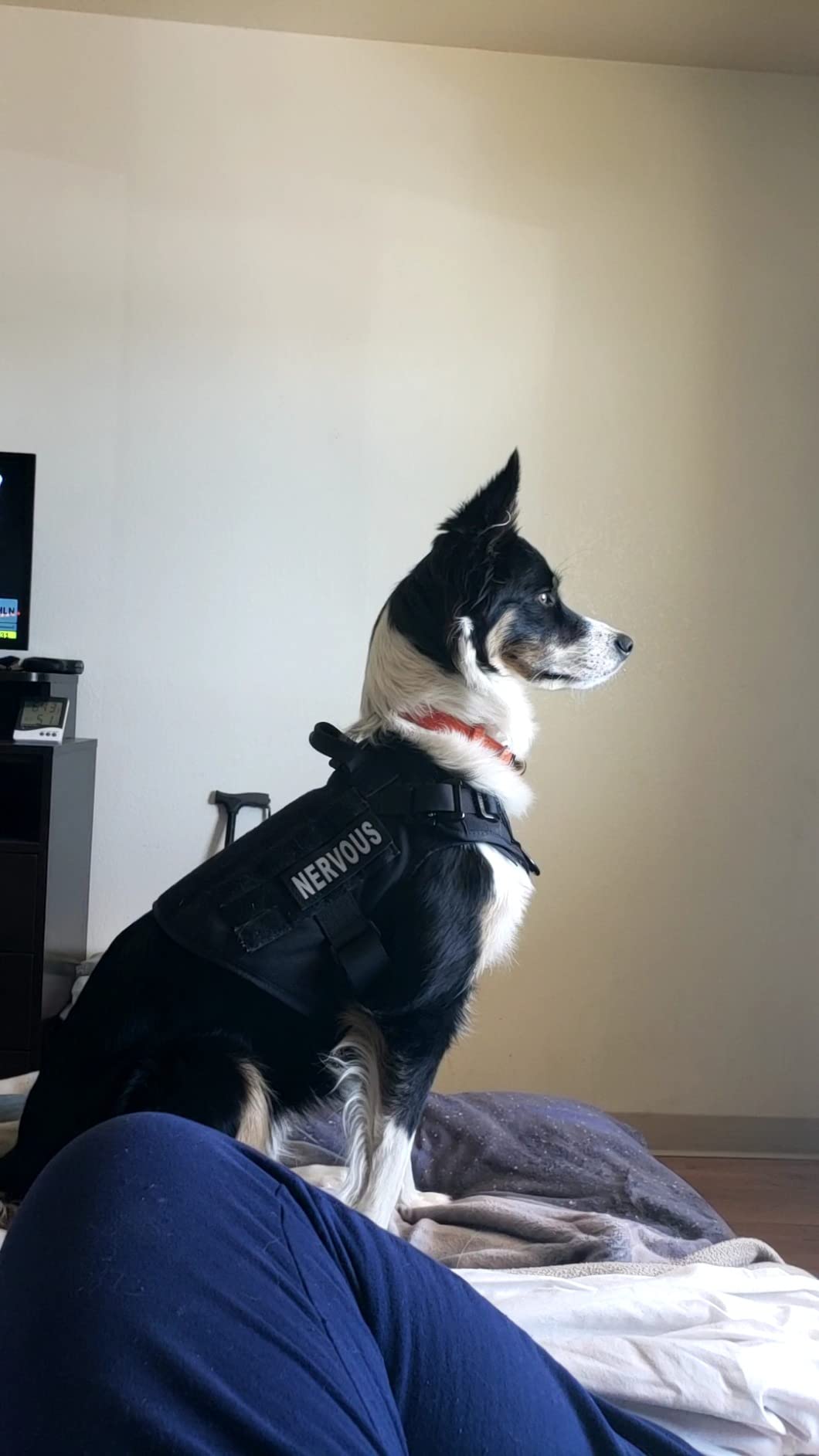 ICEFANG Tactical Dog Harness for Large Dogs,Reflective No Pull Dog Vest customer photo 1
