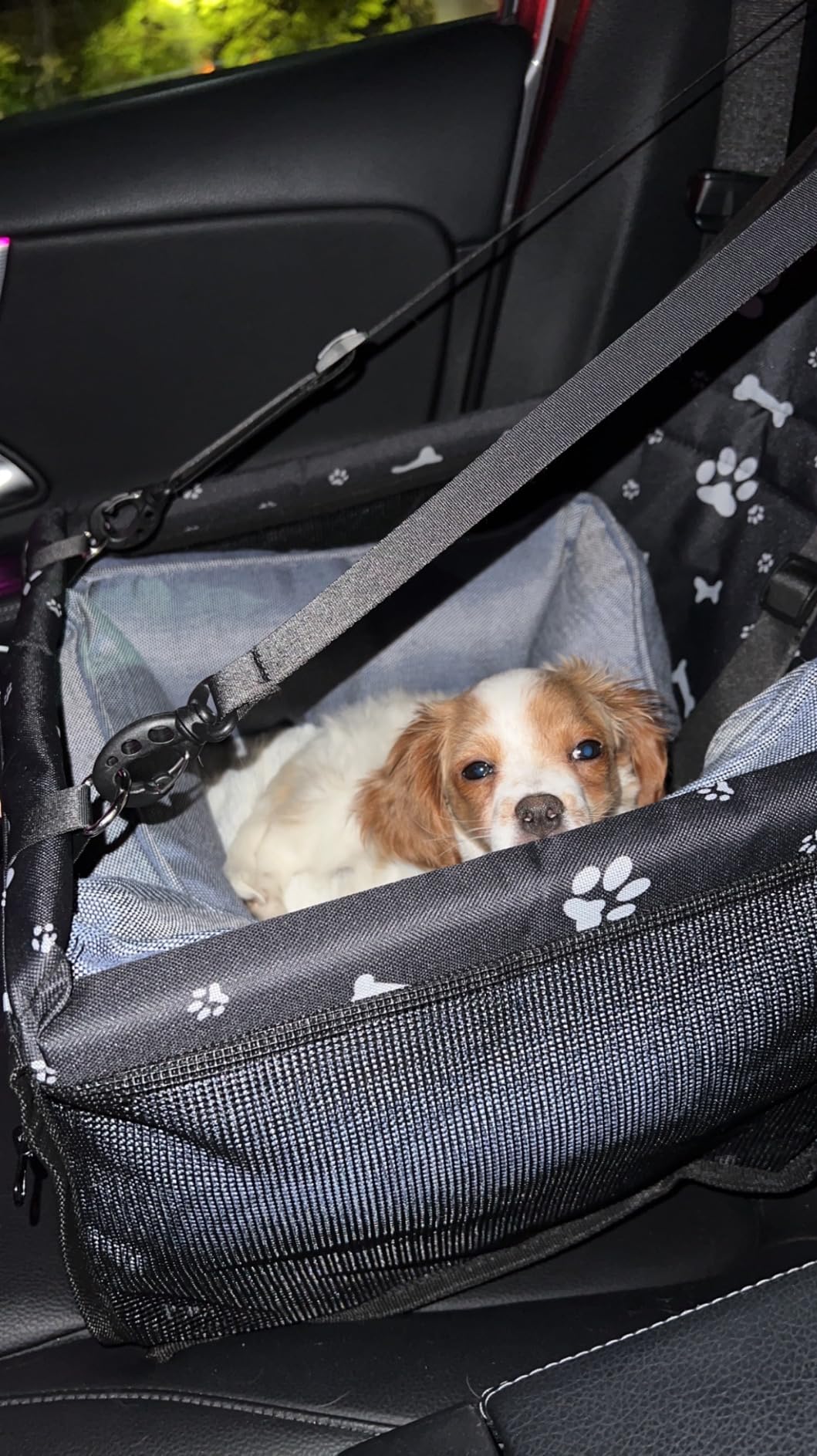 Dog Car Seat Puppy Portable Pet Booster Car Seat with Clip-On Safety Leash and PVC Support Pipe, Anti-Collapse,Perfect for Small Pets customer photo 1