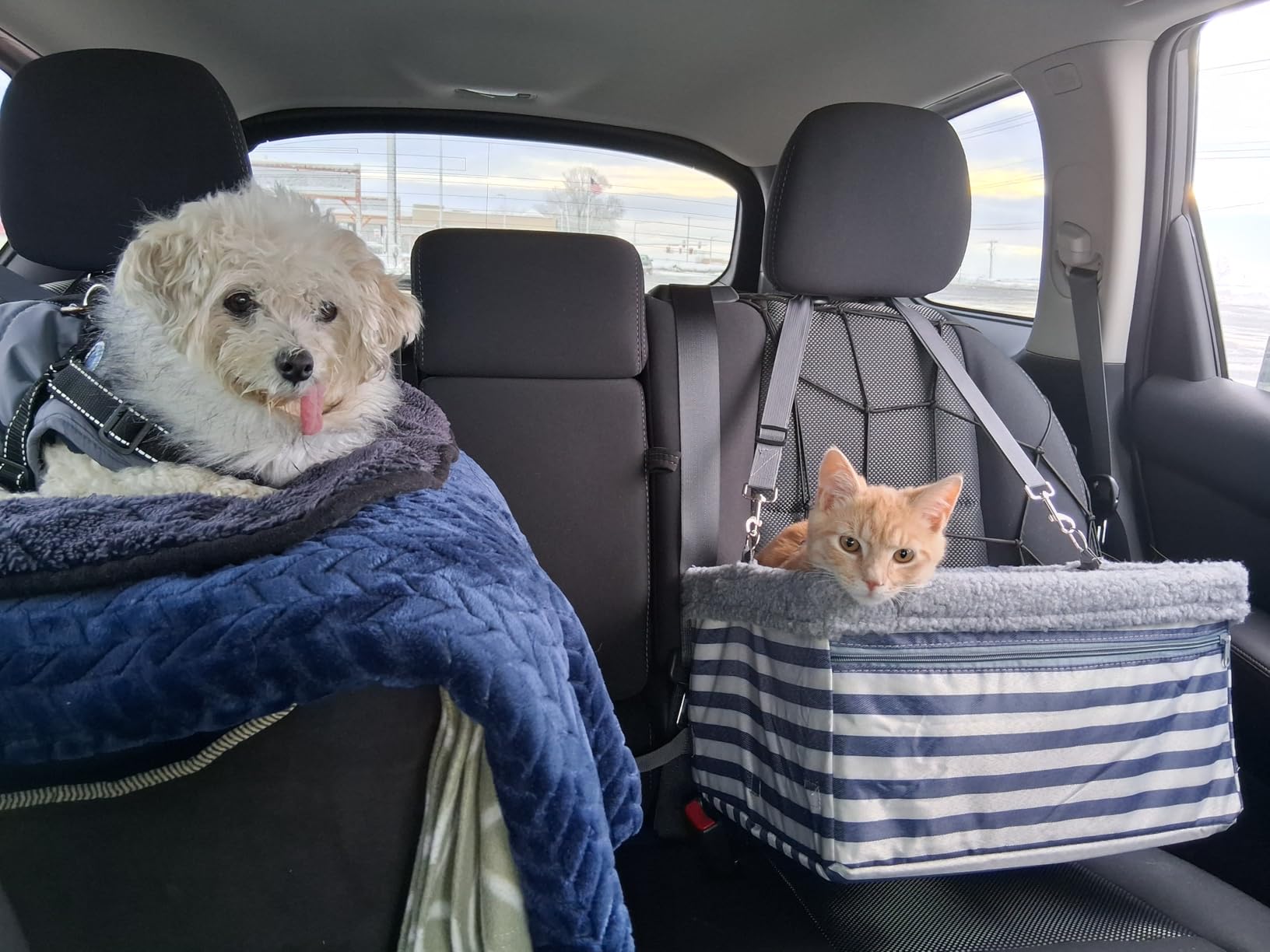 Dog Car Seats for Small Dogs, Upgrade Dog Booster Seat with Metal Frame Construction with Double-Layer Oxford, Perfect for Small Pets,L-UP TO 10LBS customer photo 1