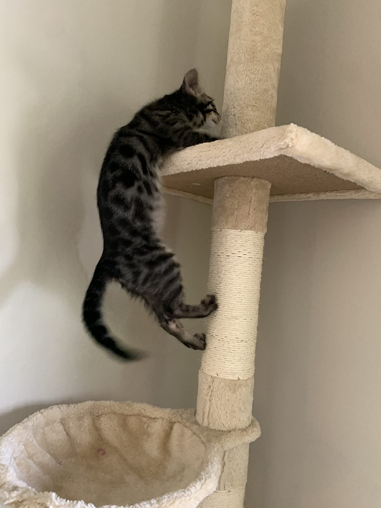 PawHut 102
