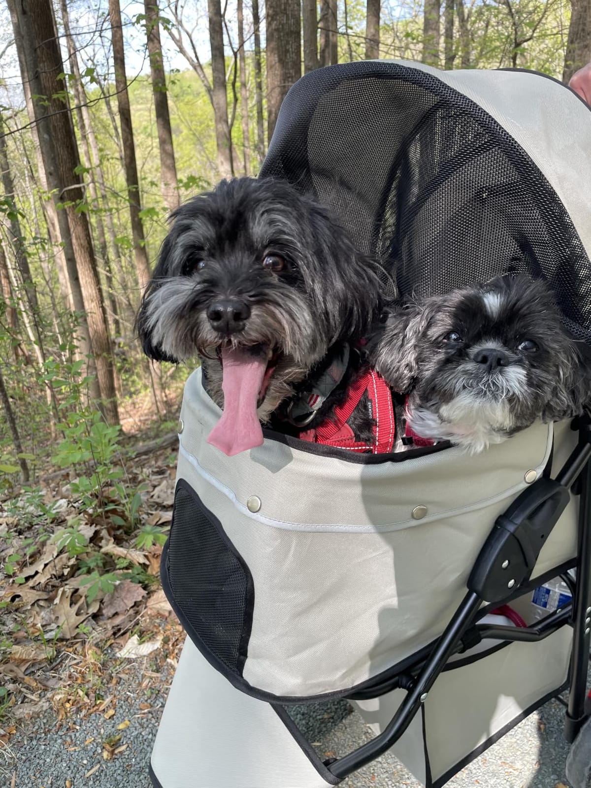 Carlson Pet Stroller for Dogs and Cats up to 30 lb, Foldable Travel Stroller with Mesh Canopy, Umbrella, Swivel Wheel, Rear Brakes, Reflective Trim, Black customer photo 1