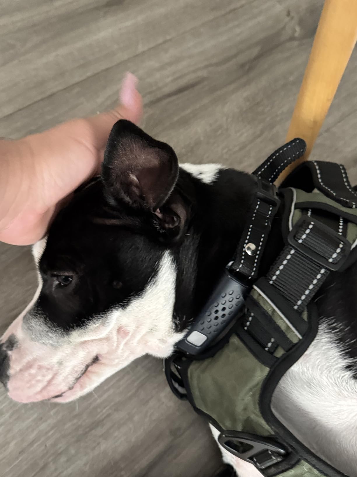 Shock Collar for Dogs - 4500FT Dog Training Collar with Remote, Waterproof e Collar with Flashlight, 4 Training Modes, Keypad Lock, Rechargeable Dog Shock Collar for Small Medium Large Dogs customer photo 2