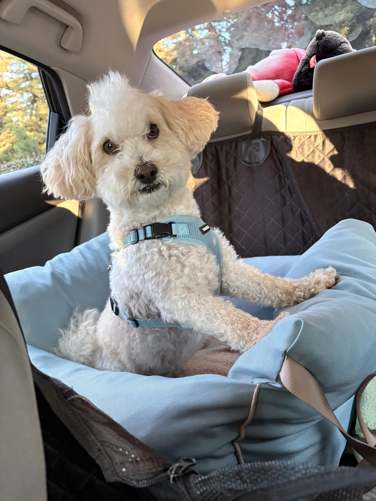 Lesure Dog Car Seat for Small Dogs,Booster Car Bed for Puppy Under 25lbs customer photo 1