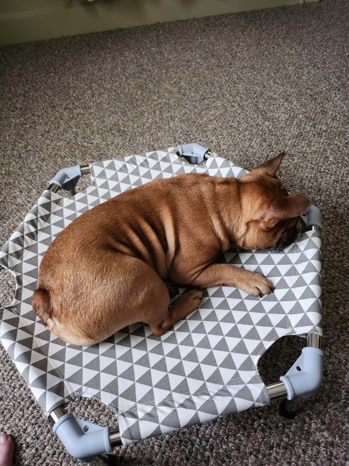 Kuntrust Elevated Outdoor Dog Bed, Medium Size, Cotton Material, Non-Slip Feet, Fits up to 70lbs customer photo 2