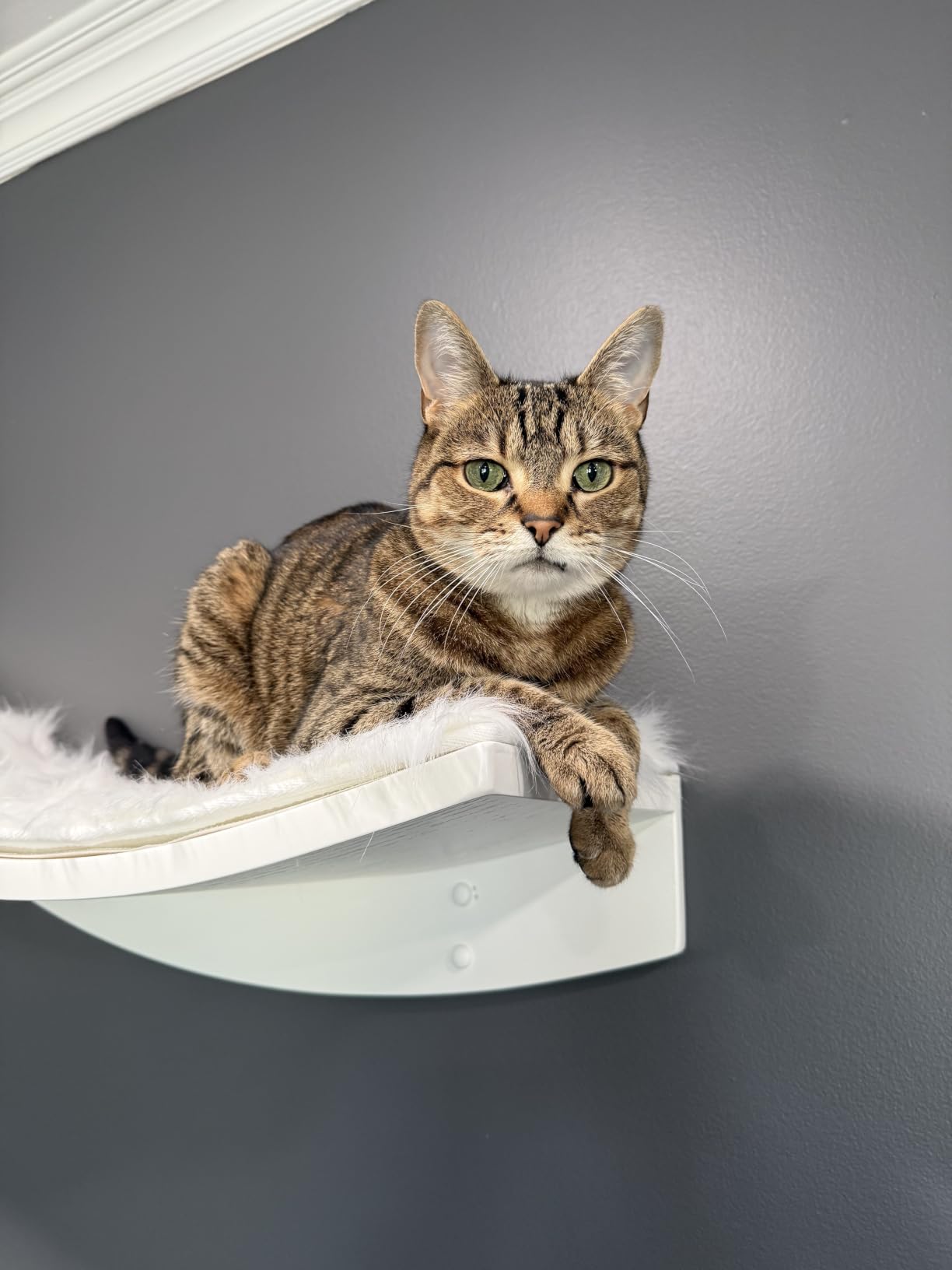 The Refined Feline 60 Inch Lotus Branch Cat Shelf in Black Espresso Right Facing with Replaceable Carpet, Playing, Climbing, & Lounging Cat Shelves and Perches for Wall customer photo 1