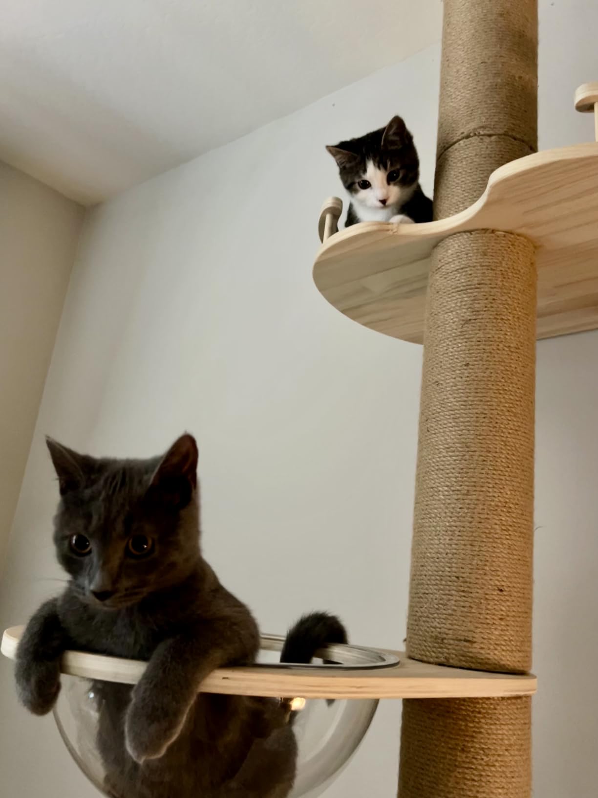 Floor-to-Ceiling Cat Tree with Natural Sisal Rope Scratching Post - Adjustable Height (55-119 Inches) - Modern Cat Activity Tree, Cat Scratcher Post customer photo 1