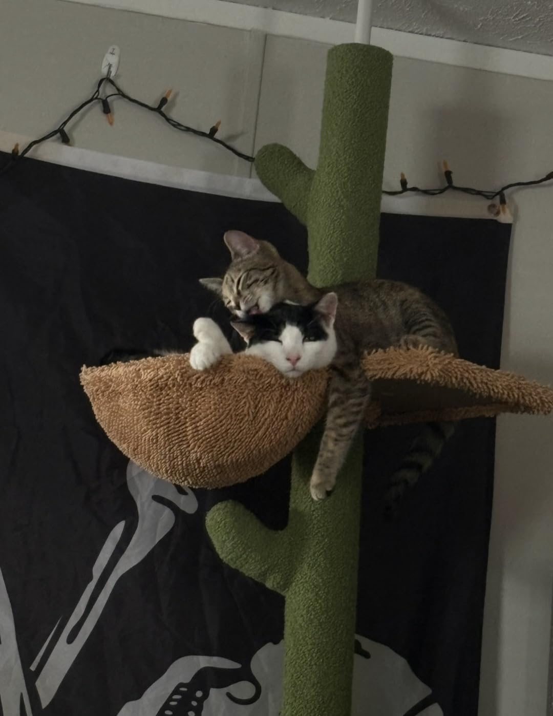PAWZ Road Cactus Floor-to-Ceiling Cat Tree 5-Tier Cat Tower with Hammock customer photo 2