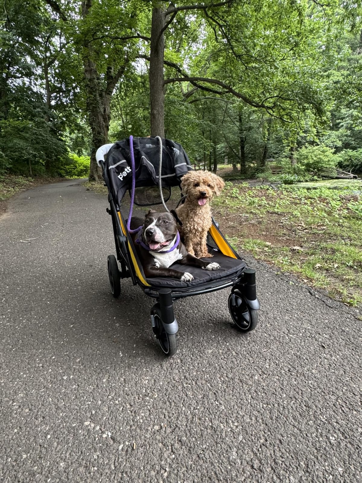 Petbobi Dog Stroller for Large Medium Dogs up to 80 lbs, Dual Entry customer photo 2