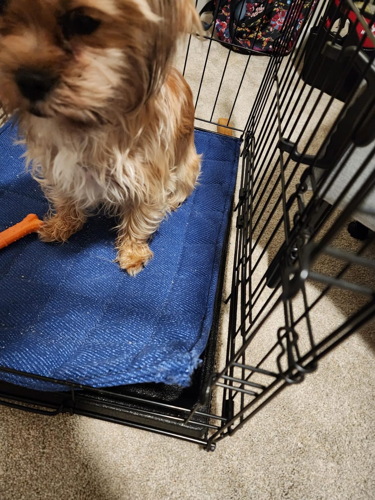 HOMBYS Chew Proof Dog Crate Bed Mat, 17
