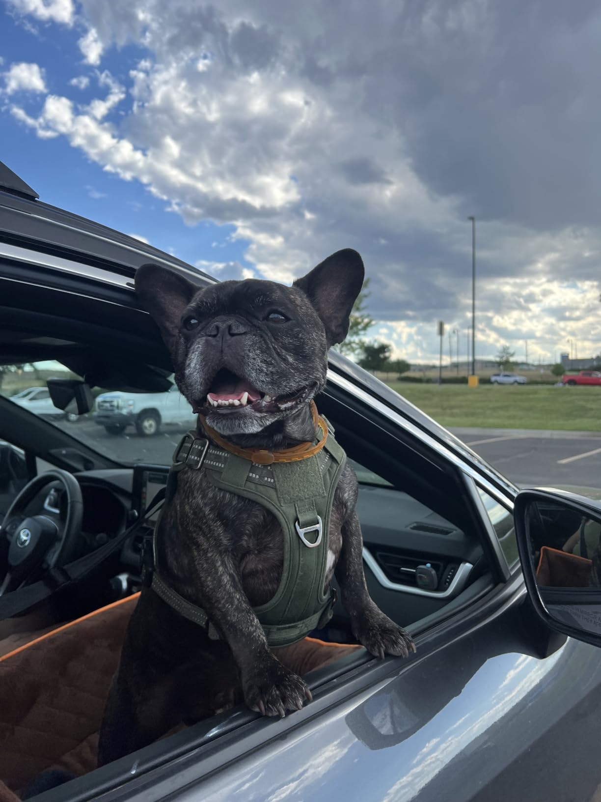 HEGGCOOE Small Dog Car Seat, Memory Foam Dog Booster Car Seats with Thick Cushion for Medium Dogs Under 35lbs, Detachable Washable Dog Bed for Car, Pet Carseat with Storage Pockets,2 Safety Belts customer photo 2