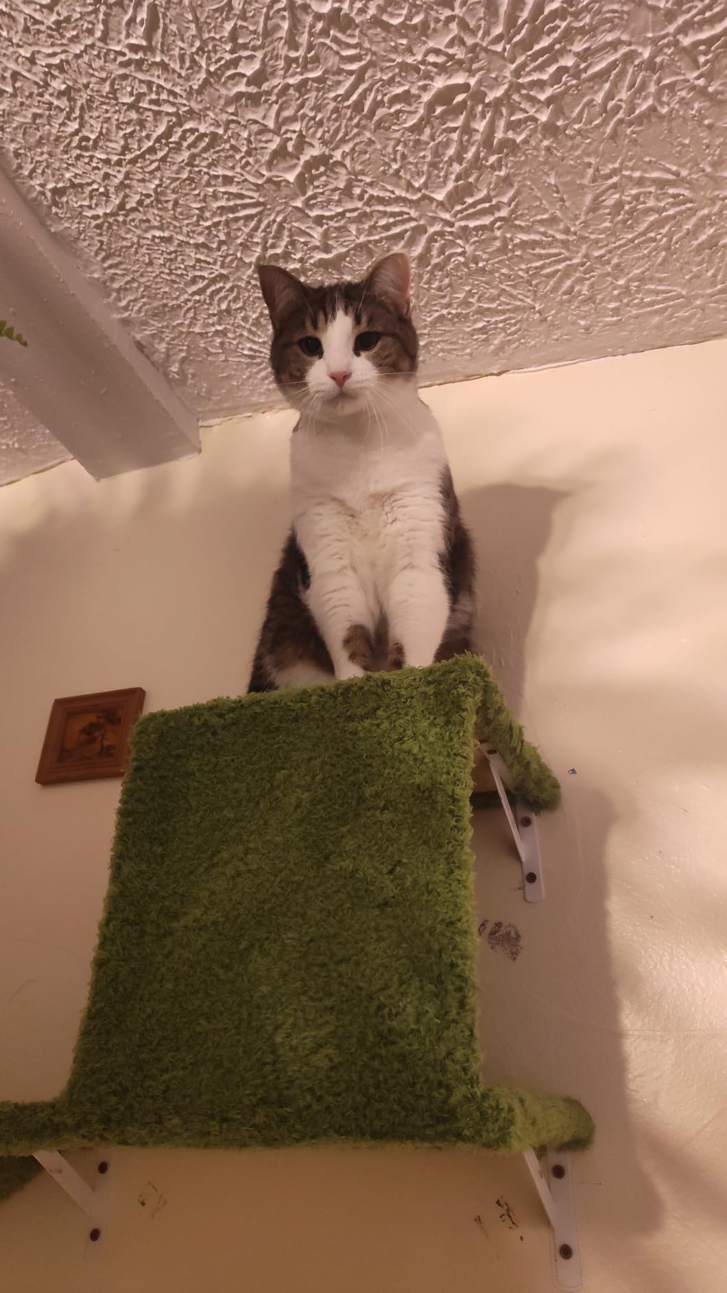 FUKUMARU Cat Wall Shelves, 4 in 1 Set, Grey customer photo 2