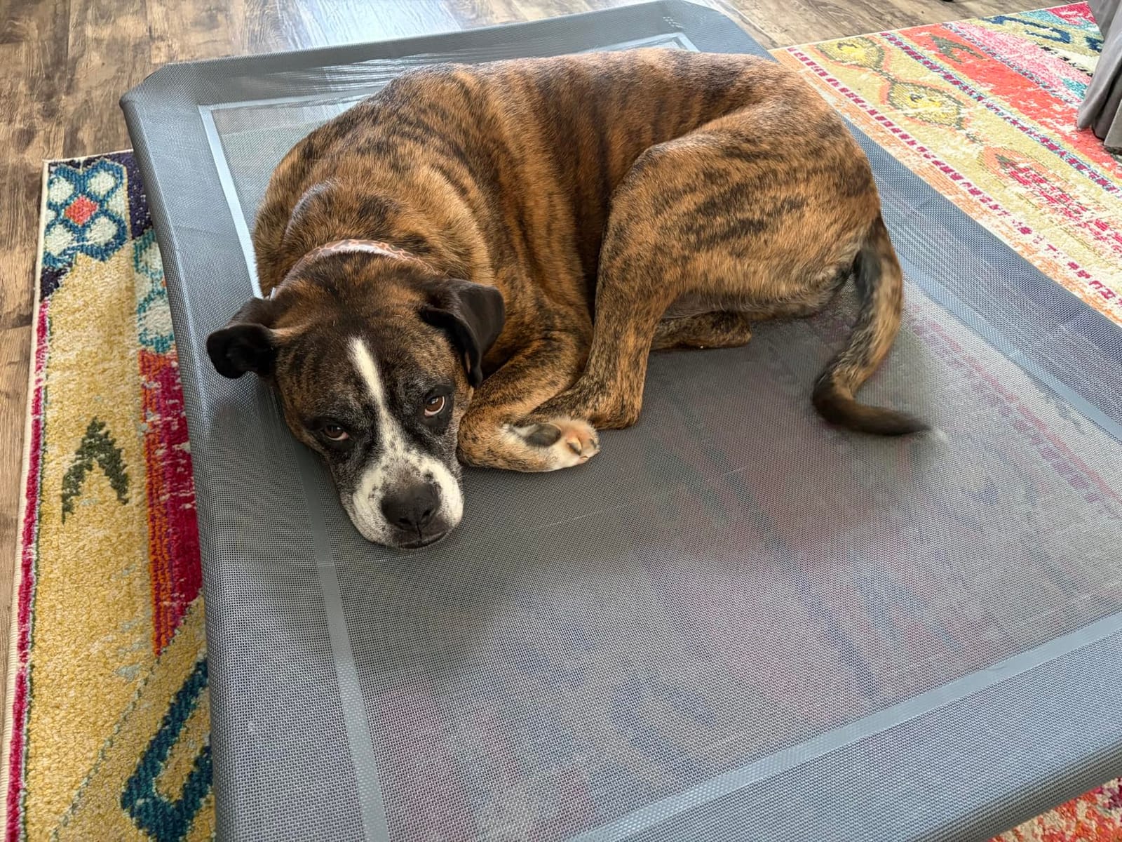 Czpalo Outdoor Elevated Dog Bed for Large Sized Dogs, No-Tool Assembly. customer photo 1