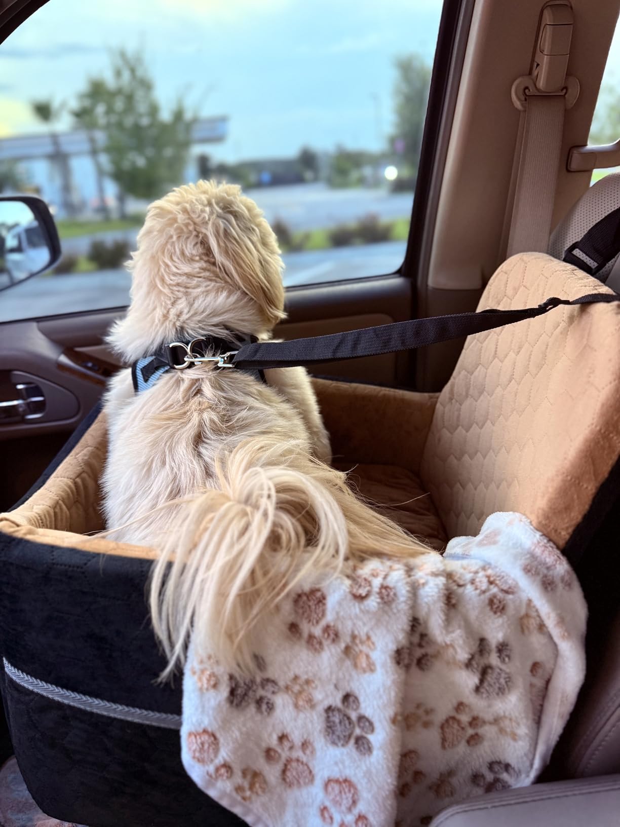 Dog Car Seat for Small/Medium Dogs, Memory Foam Dog Booster Seat, Travel Safety Per Car Seat with Washable Removable Cover, Storage Pockets for Dogs up to 35 lbs(Gray) customer photo 1