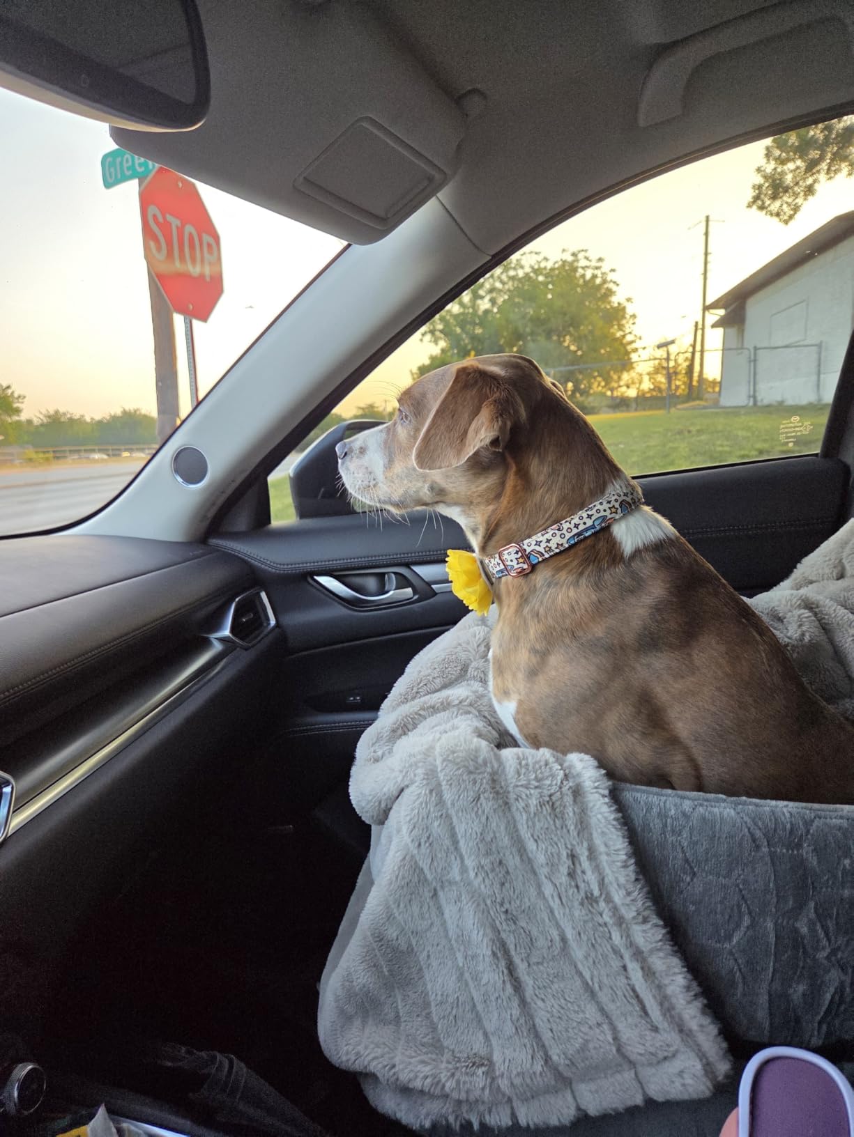Dog Car Seat for Small/Medium Dogs, Memory Foam Dog Booster Seat, Travel Safety Per Car Seat with Washable Removable Cover, Storage Pockets for Dogs up to 35 lbs(Gray) customer photo 2