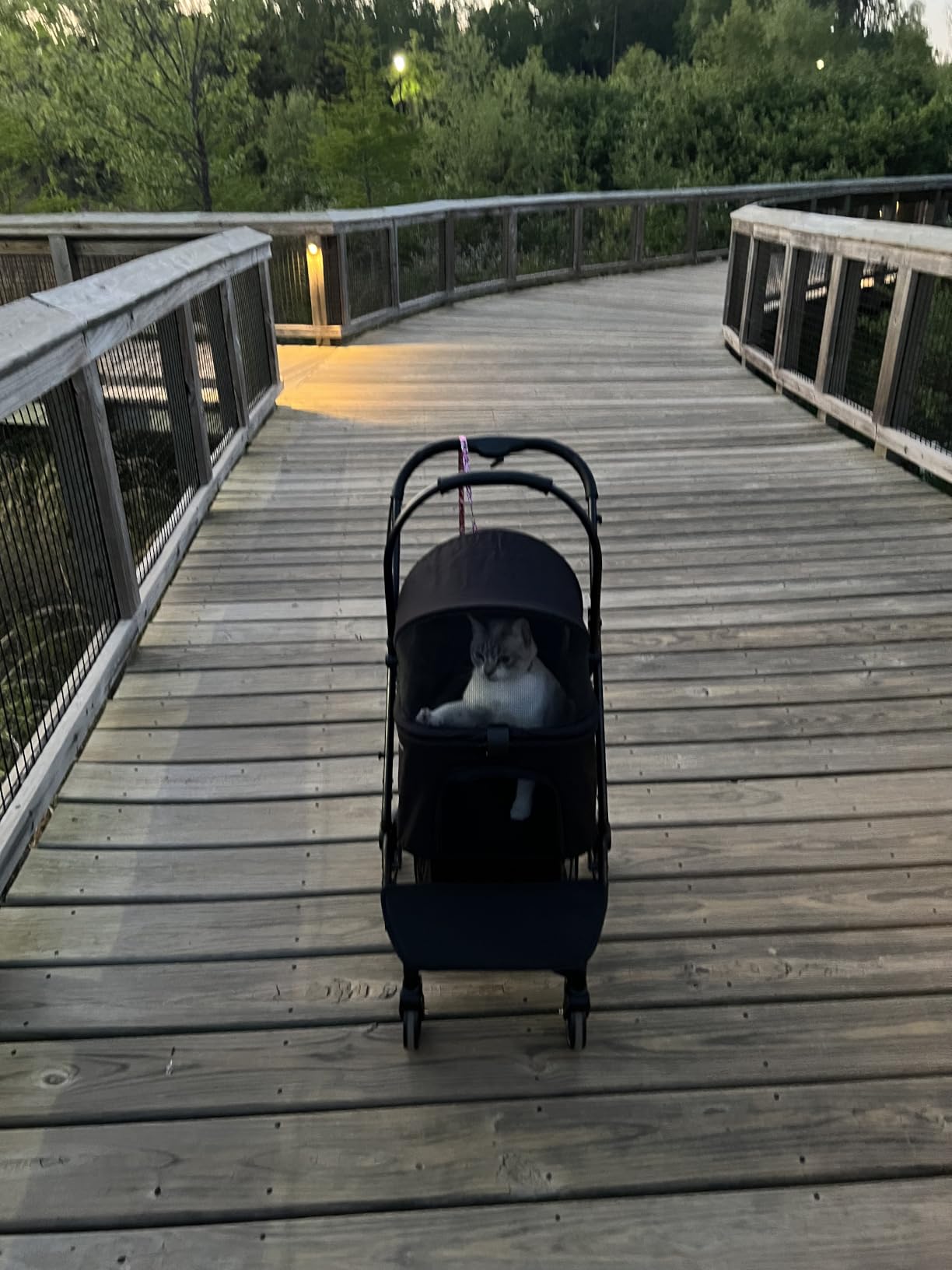 Medium Dog Stroller, Foldable Pet Stroller with Adjustable Handle & No Zip Entry, Storage Basket & Cup Holder, Canopy, Mesh Windows, Ideal for Medium Dogs and Cats Up to 50lbs, Black customer photo 2