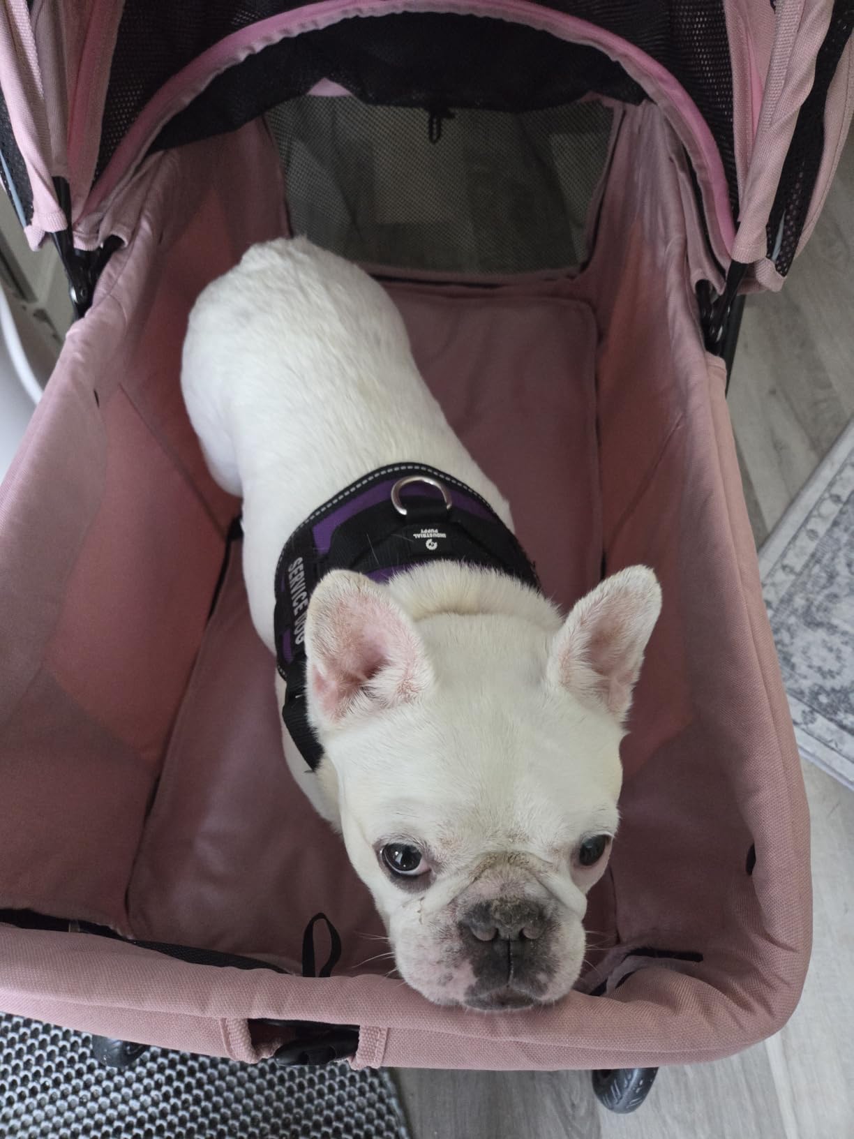 Dog Stroller for Large & Medium Dogs (20–132 lbs), for 2 Small Dogs customer photo 1