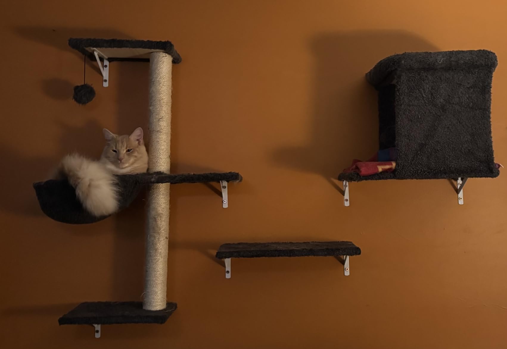 5-in-1 Cat Wall Shelves, Solid Wood Cat Wall Furniture Set for Indoor Cats customer photo 1