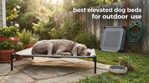best elevated dog beds for outdoor use